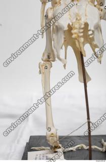 Photo Textures of Hen Skeleton